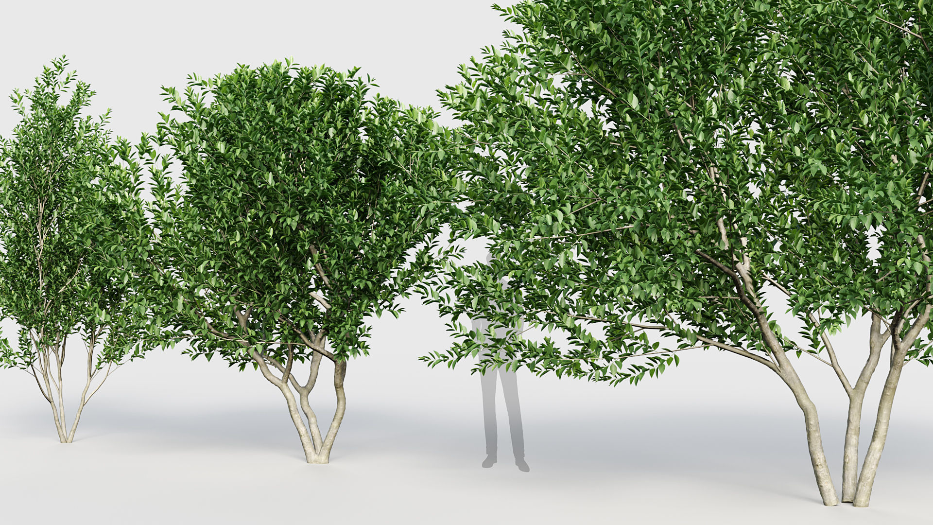 Ligustrum Common privet 3D model_4