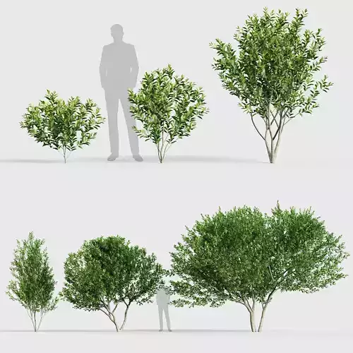 Ligustrum Common privet 3D model