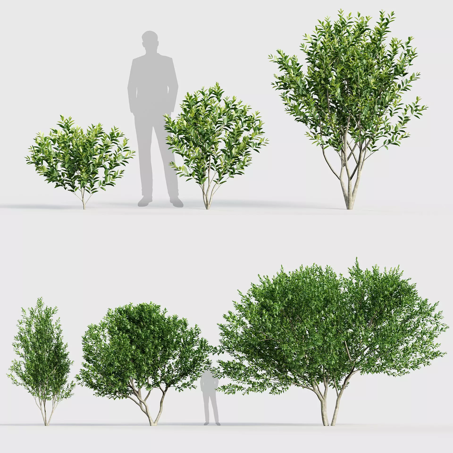 Ligustrum Common privet 3D model_0