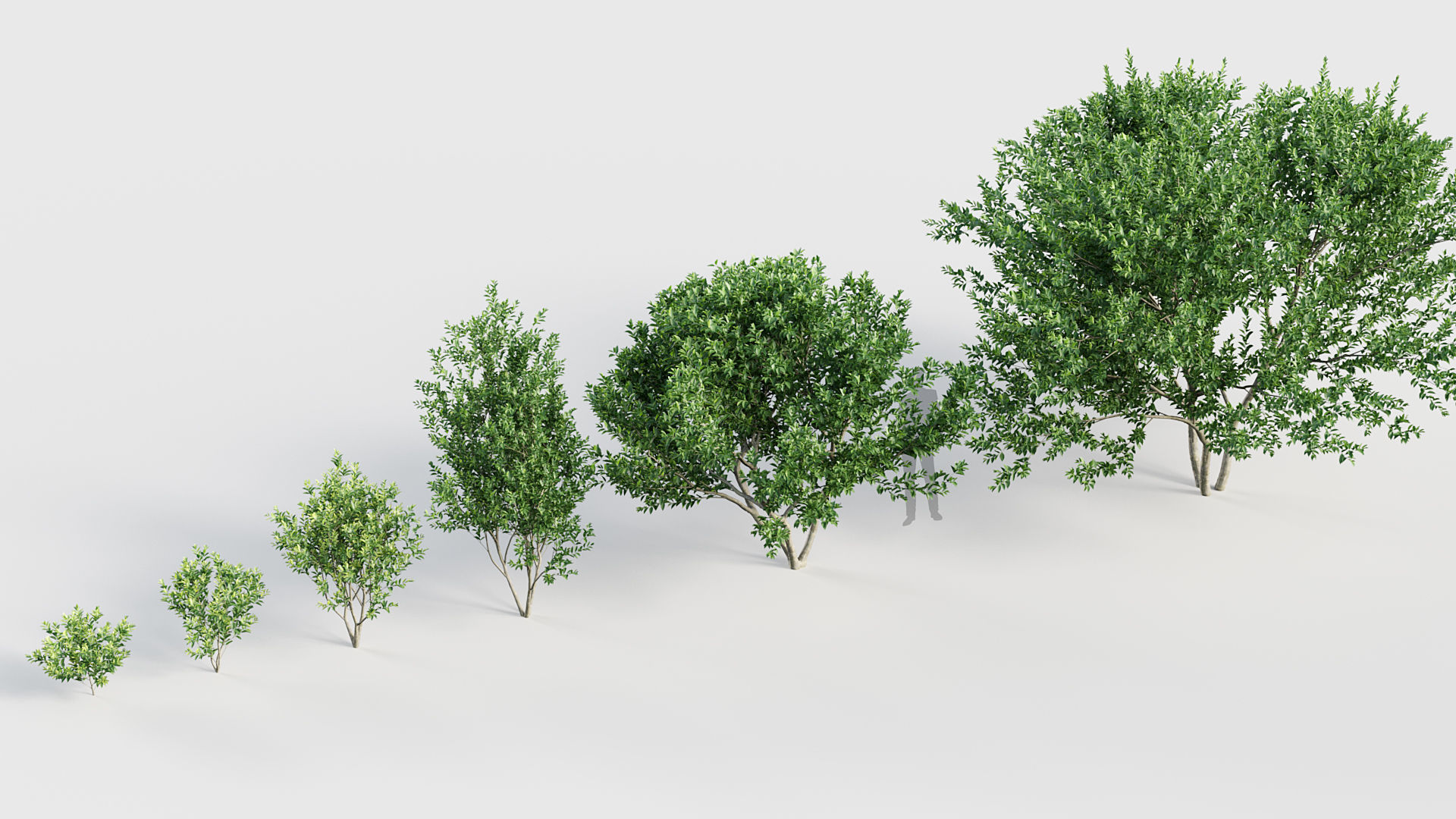 Ligustrum Common privet 3D model_6