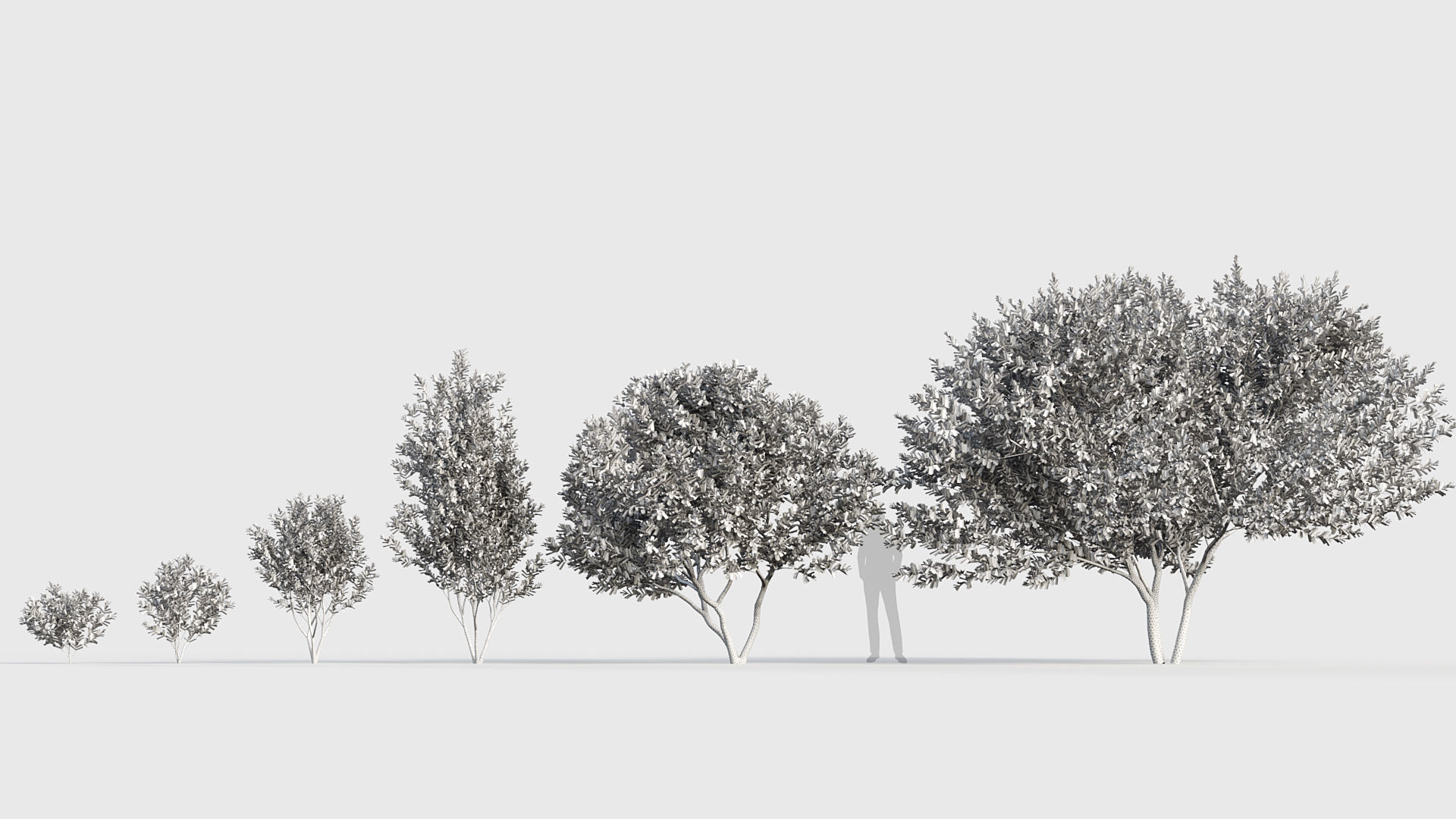 Ligustrum Common privet 3D model_8