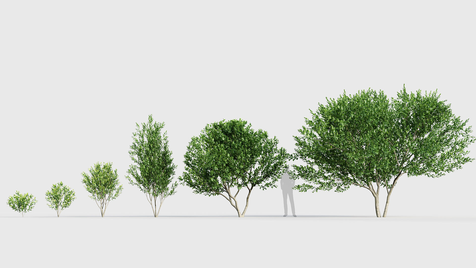 Ligustrum Common privet 3D model_1