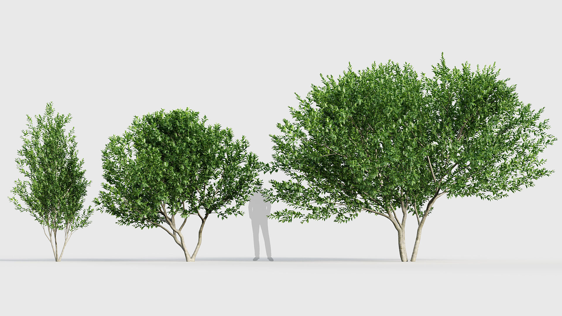 Ligustrum Common privet 3D model_3