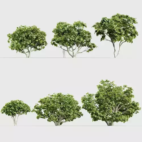 Ficus carica  Common fig