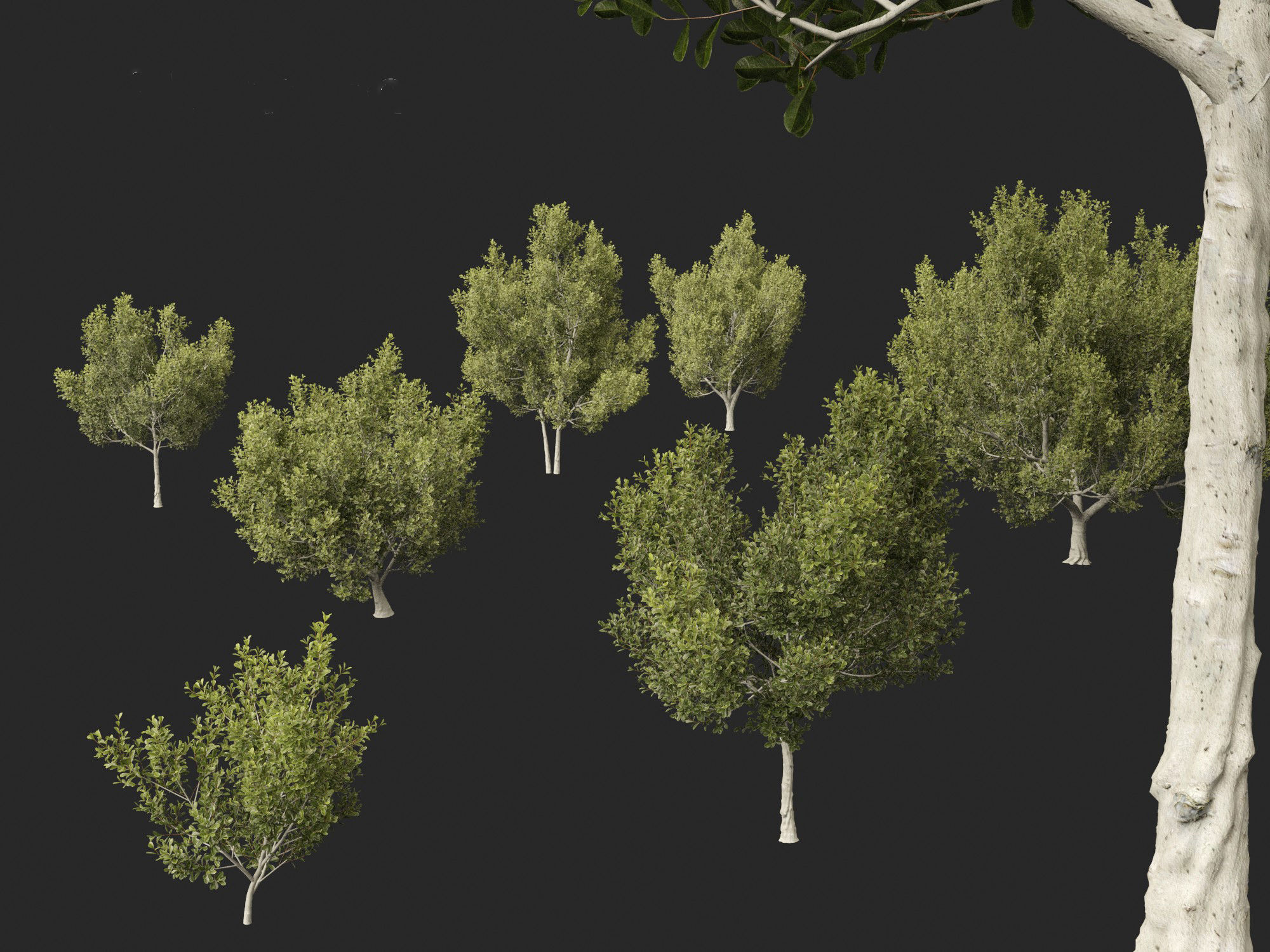 Cupaniopsis anacardioides - Tuckeroo 3D model_1