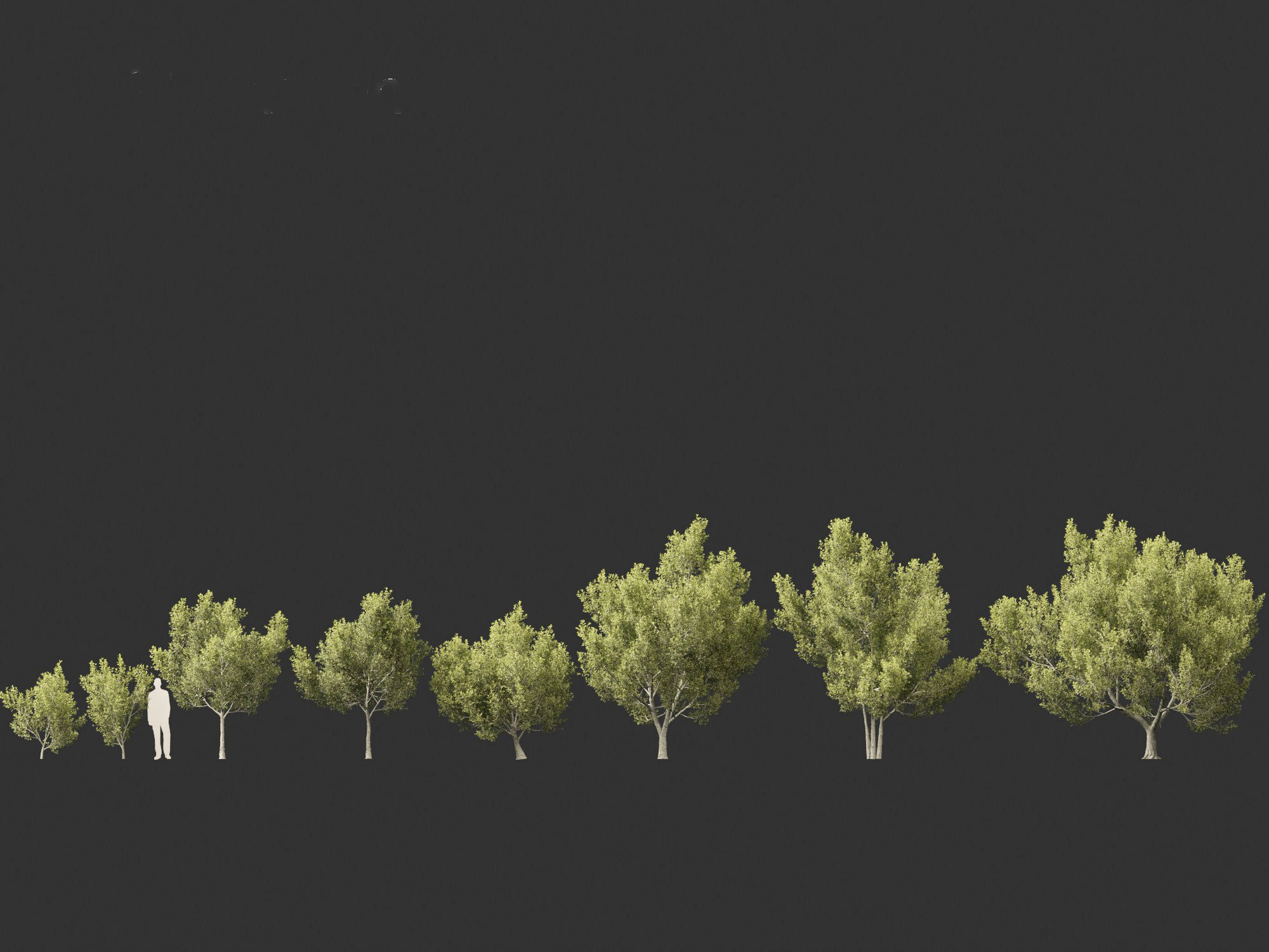 Cupaniopsis anacardioides - Tuckeroo 3D model_3