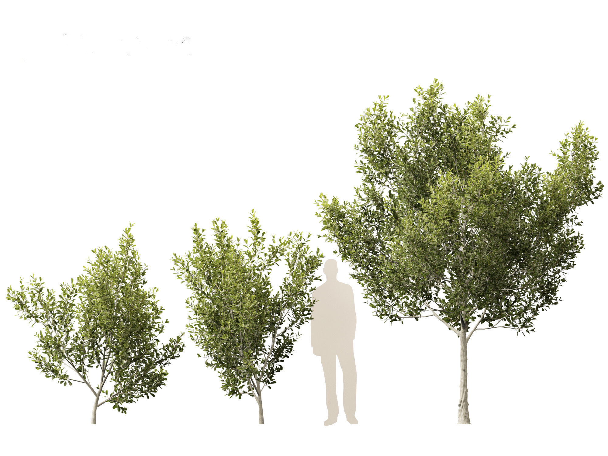 Cupaniopsis anacardioides - Tuckeroo 3D model_4