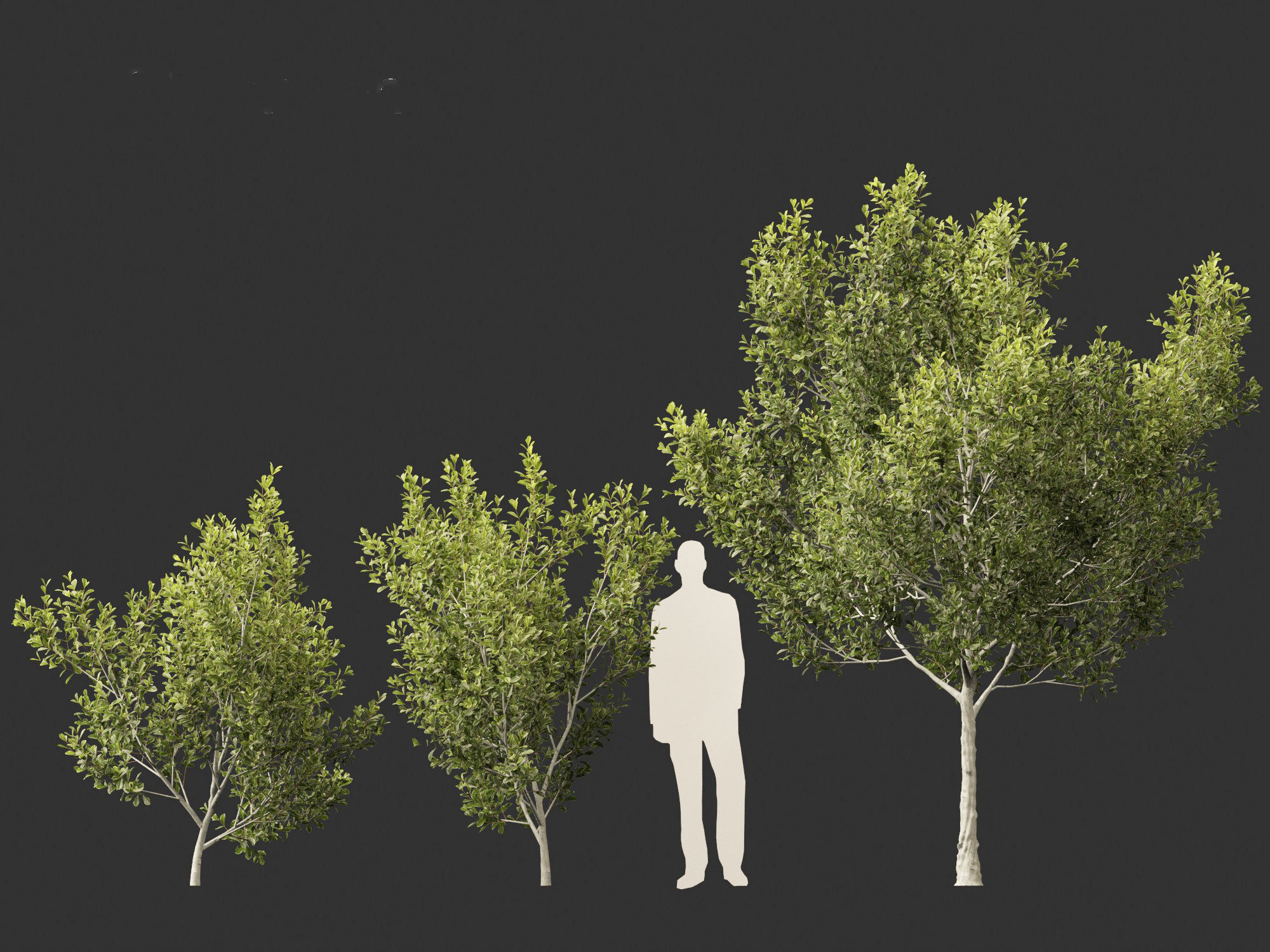 Cupaniopsis anacardioides - Tuckeroo 3D model_5