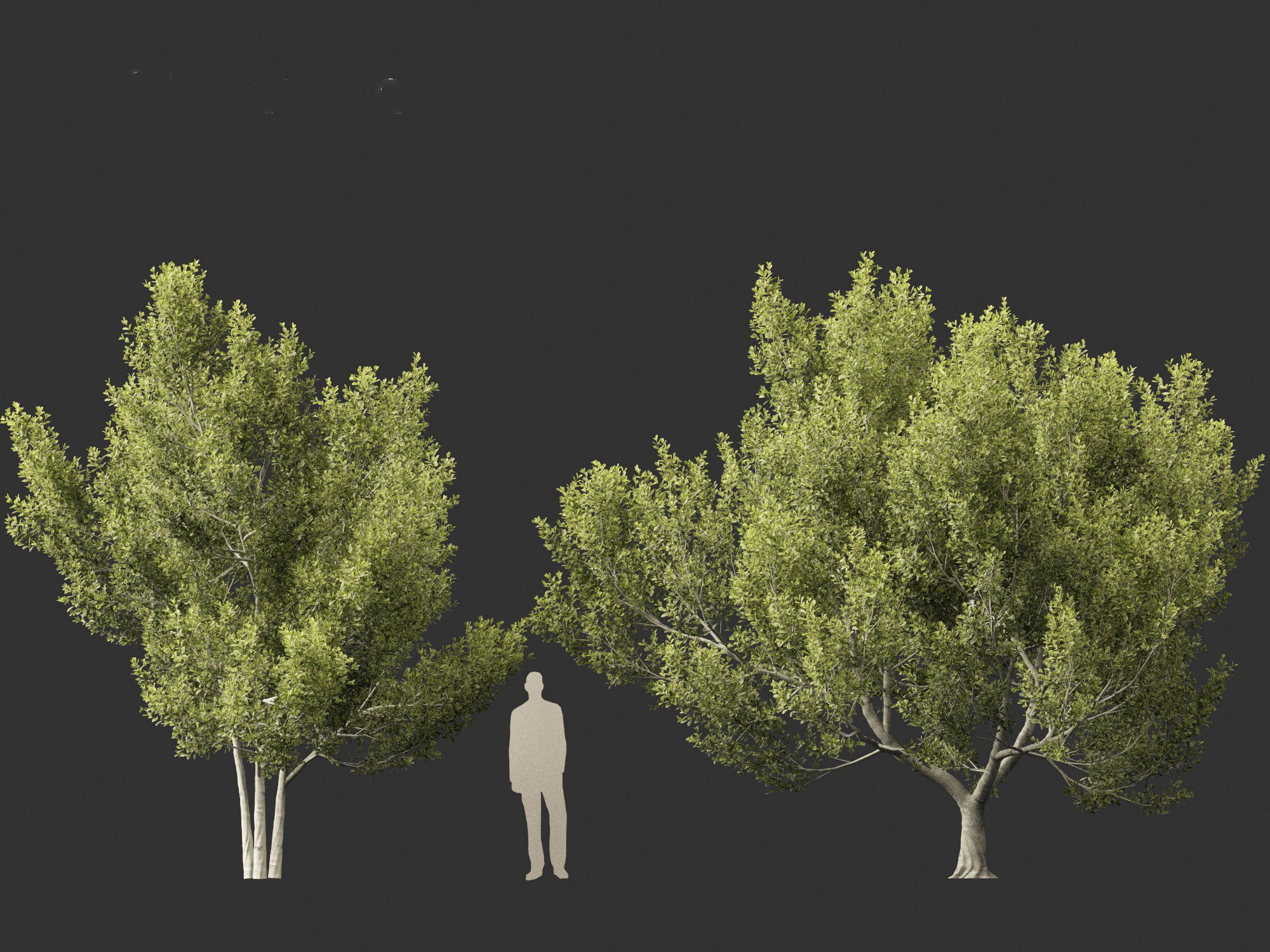 Cupaniopsis anacardioides - Tuckeroo 3D model_9