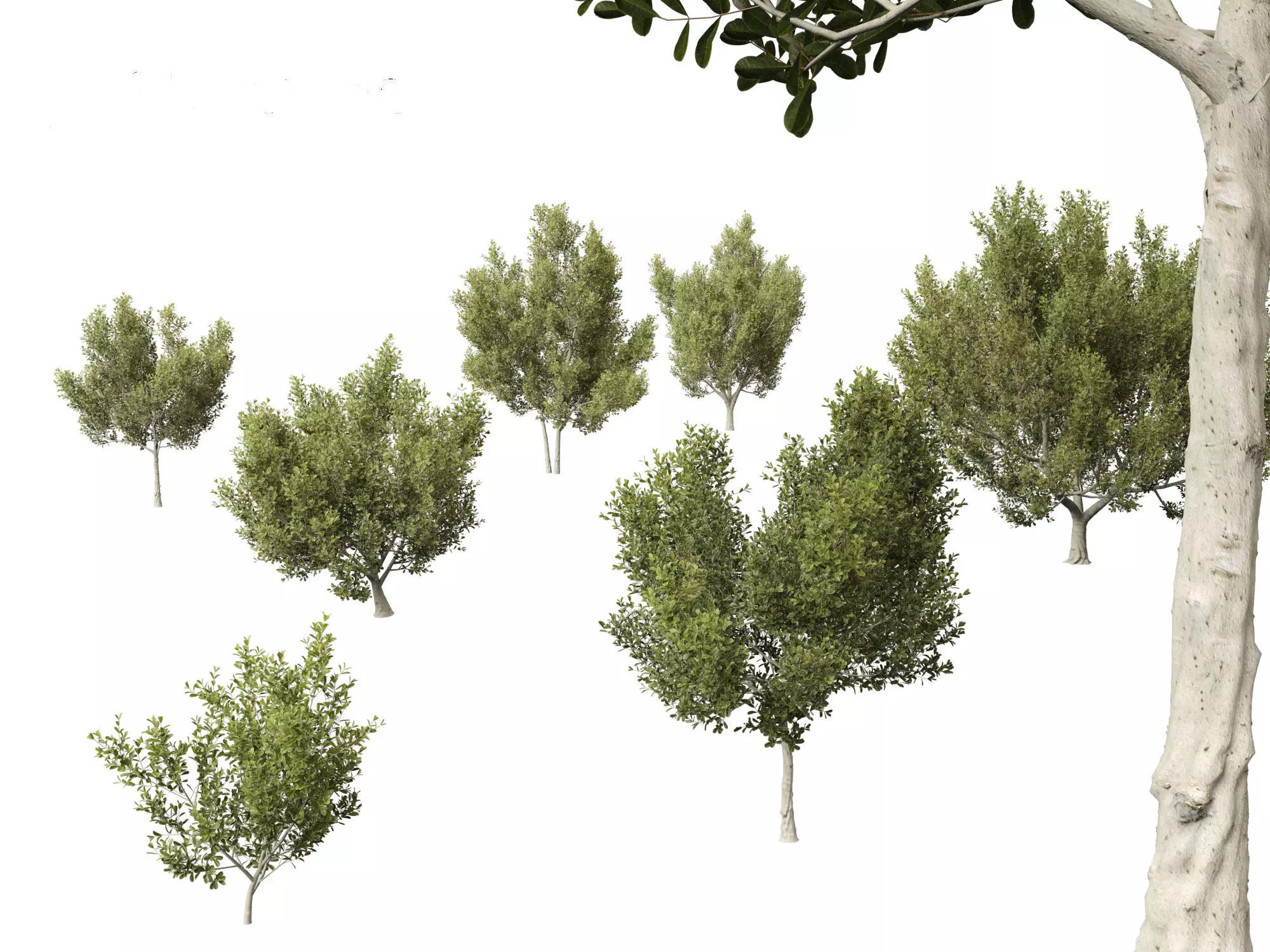 Cupaniopsis anacardioides - Tuckeroo 3D model_0