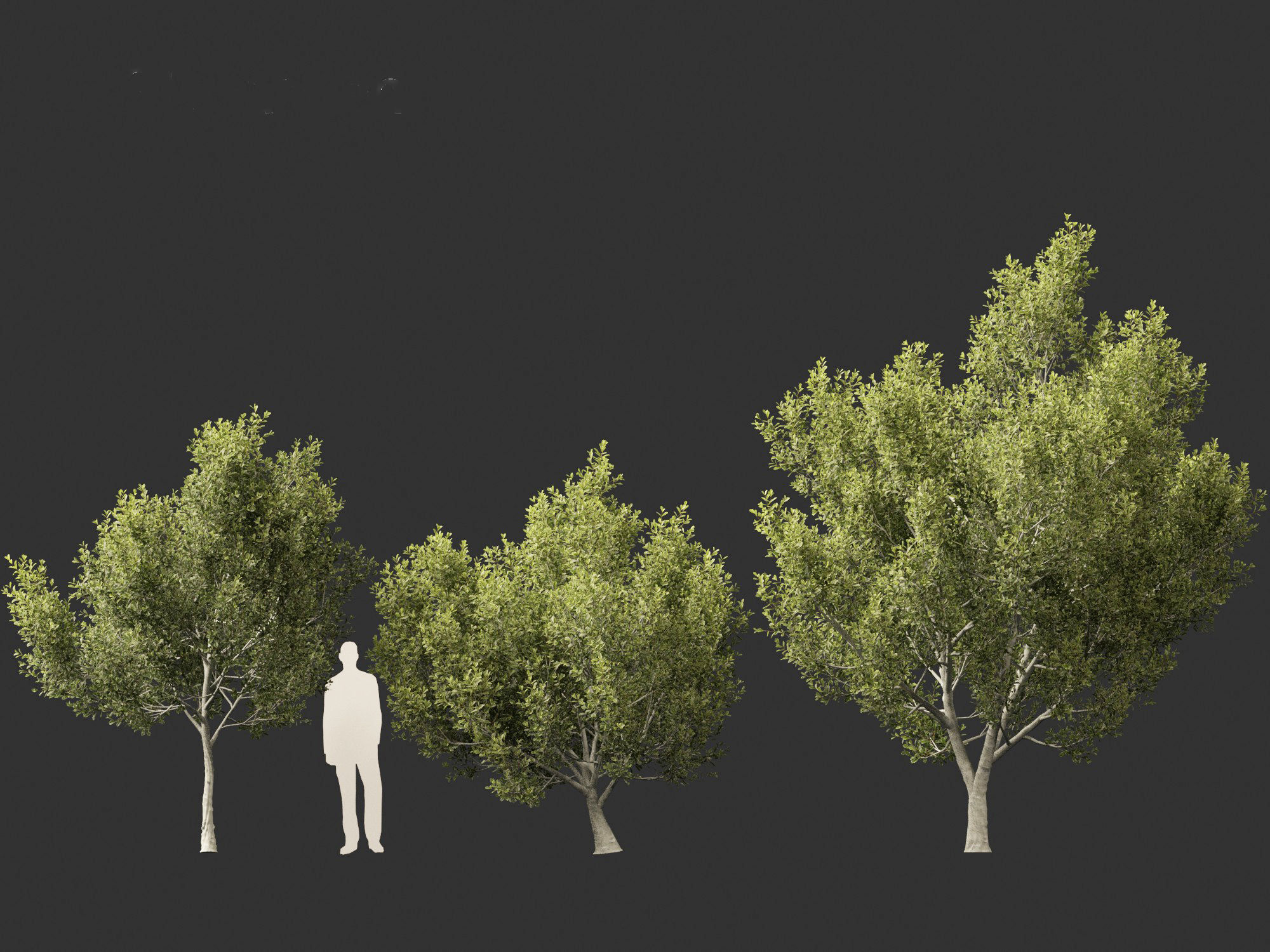 Cupaniopsis anacardioides - Tuckeroo 3D model_7