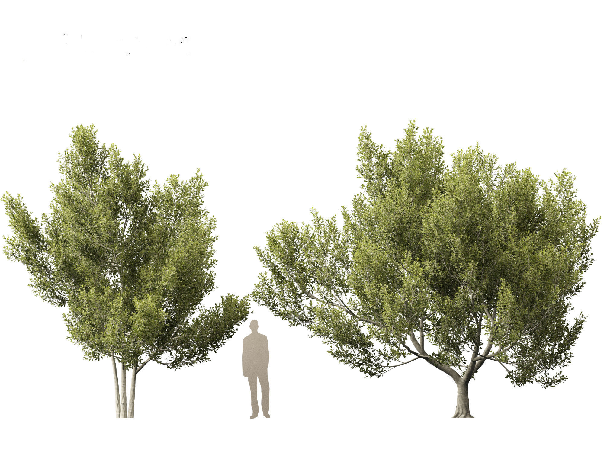 Cupaniopsis anacardioides - Tuckeroo 3D model_8