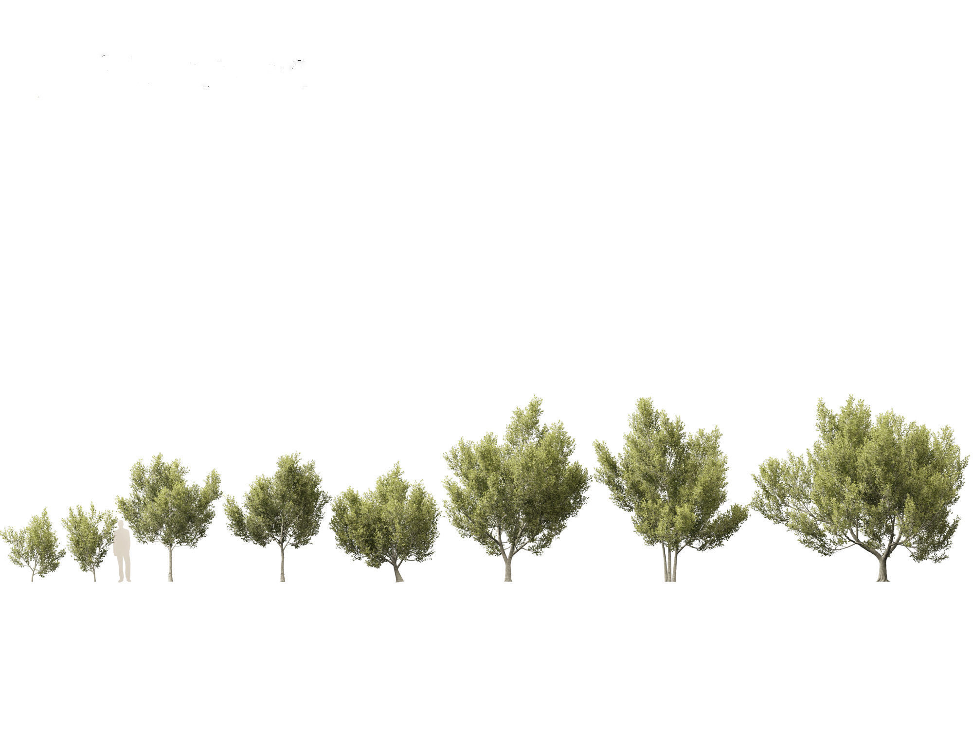 Cupaniopsis anacardioides - Tuckeroo 3D model_2