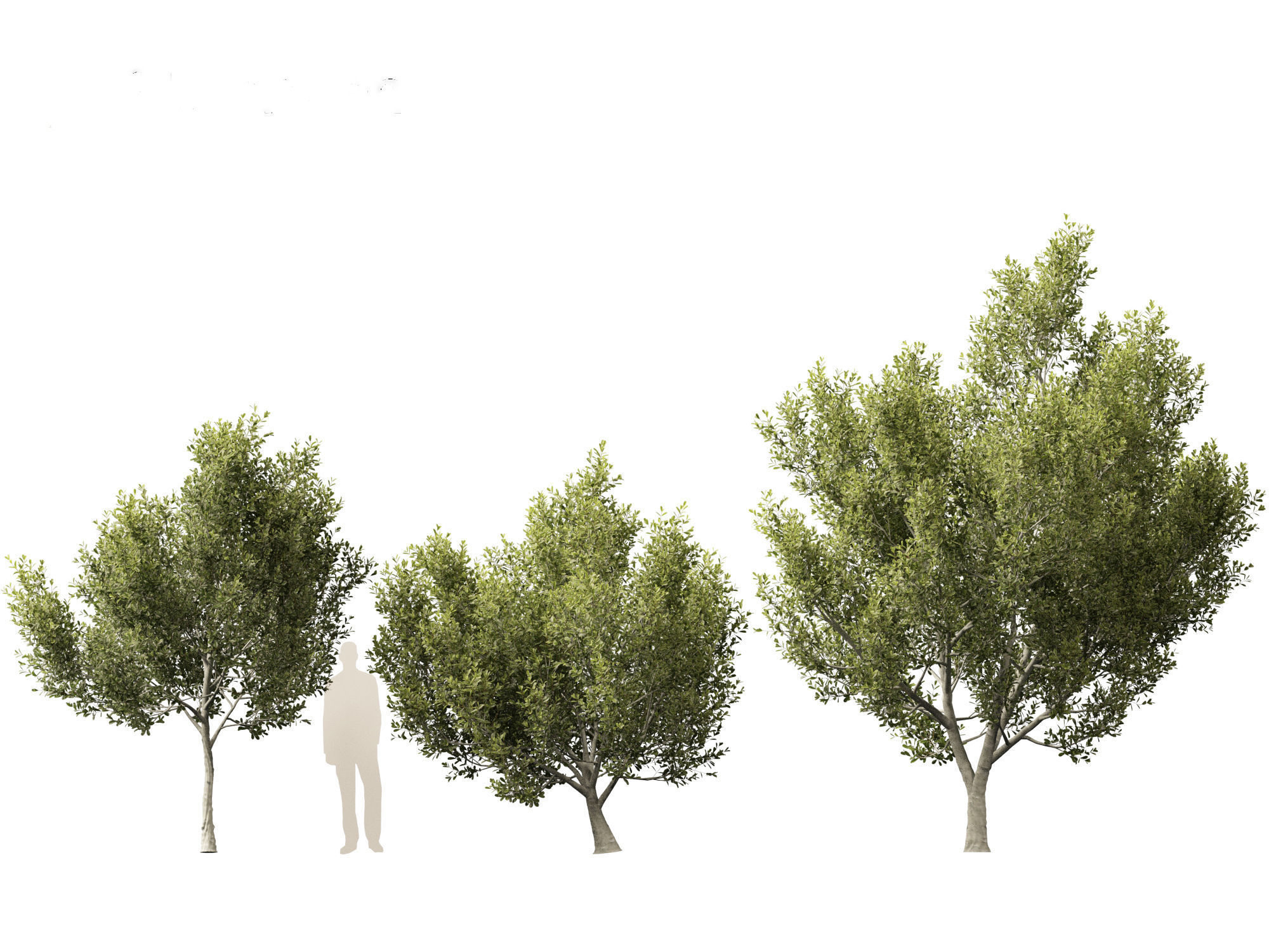 Cupaniopsis anacardioides - Tuckeroo 3D model_6