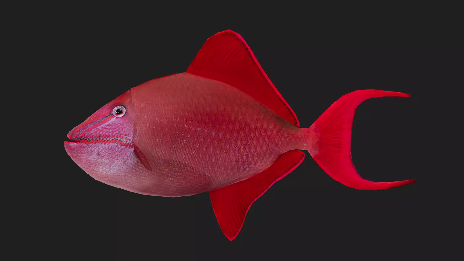 Filefish Low-poly 3D model