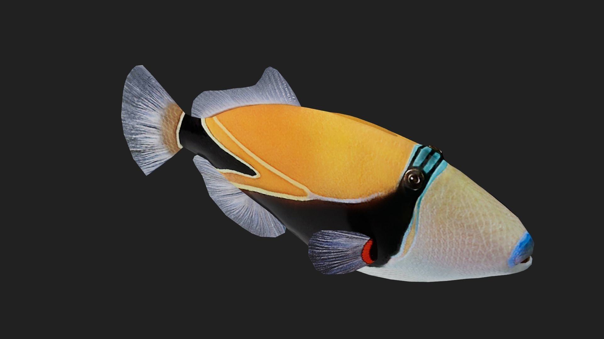 Filefish Low-poly 3D model_4