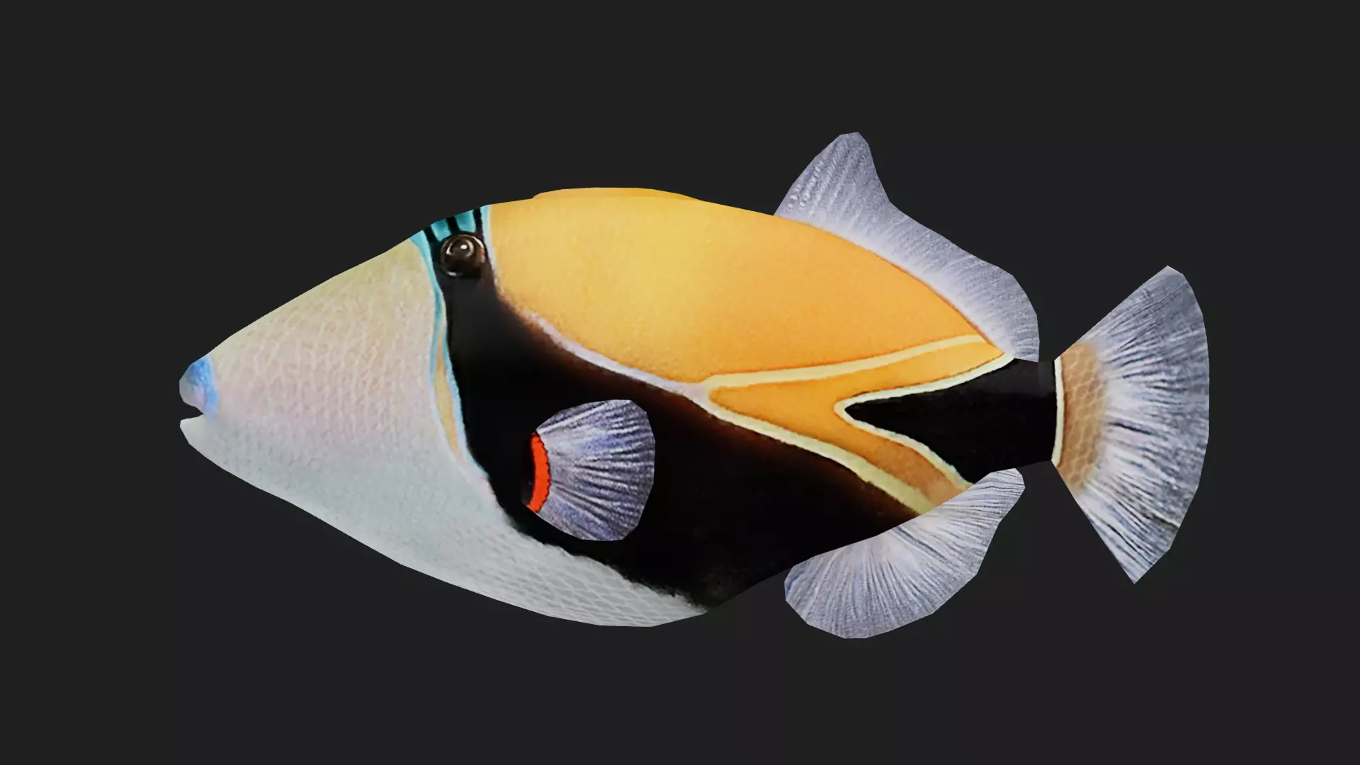 Filefish Low-poly 3D model_0