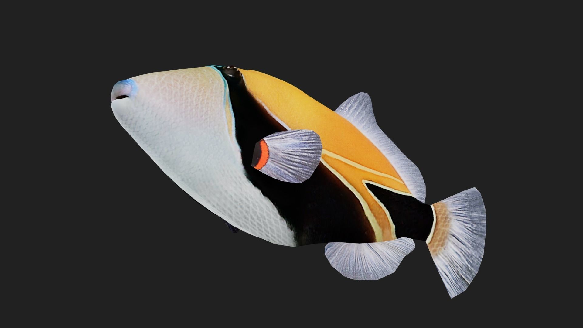 Filefish Low-poly 3D model_2