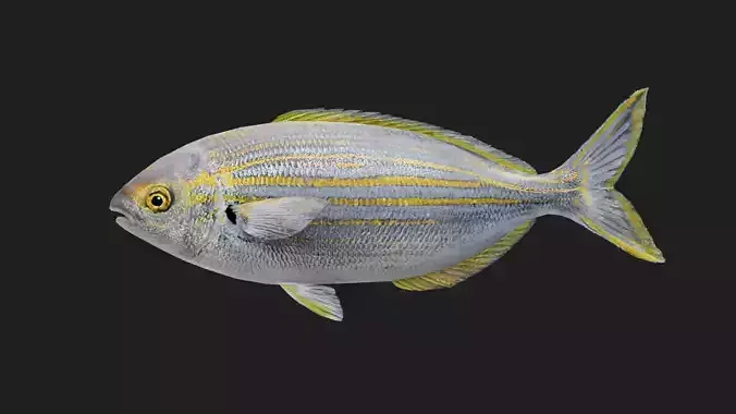 Porgy Low-poly 3D model
