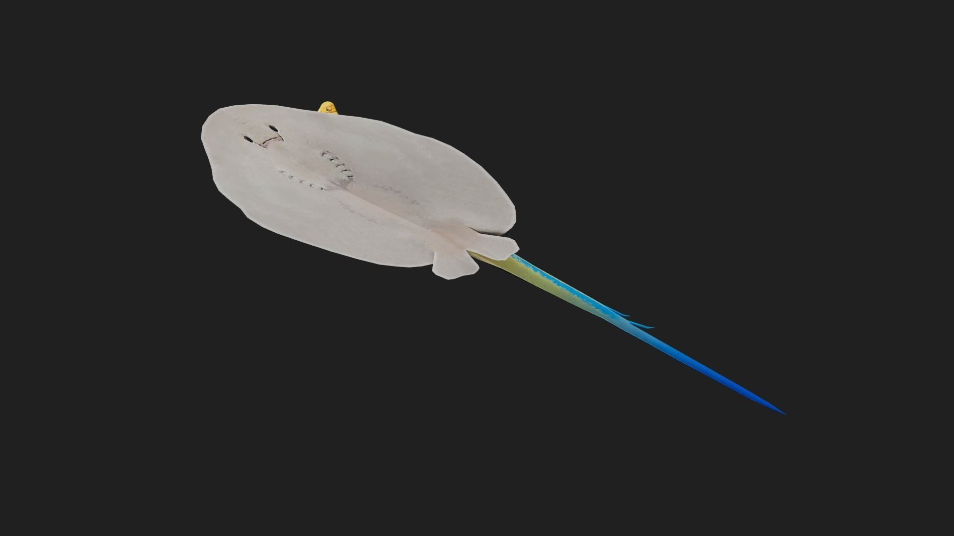 Ray fish Low-poly 3D model_2