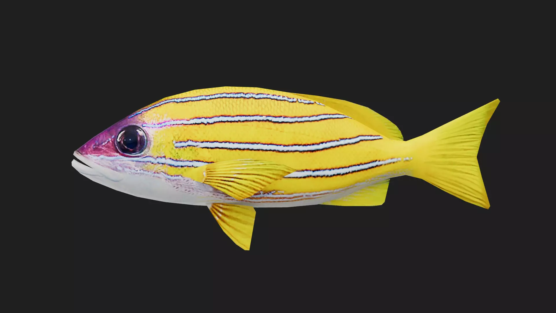 Snapper Low-poly 3D model_0