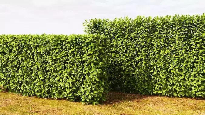 Hedge