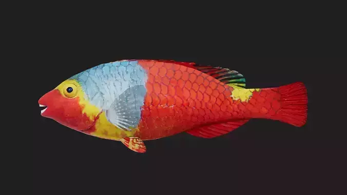 Wrasse Low-poly 3D model