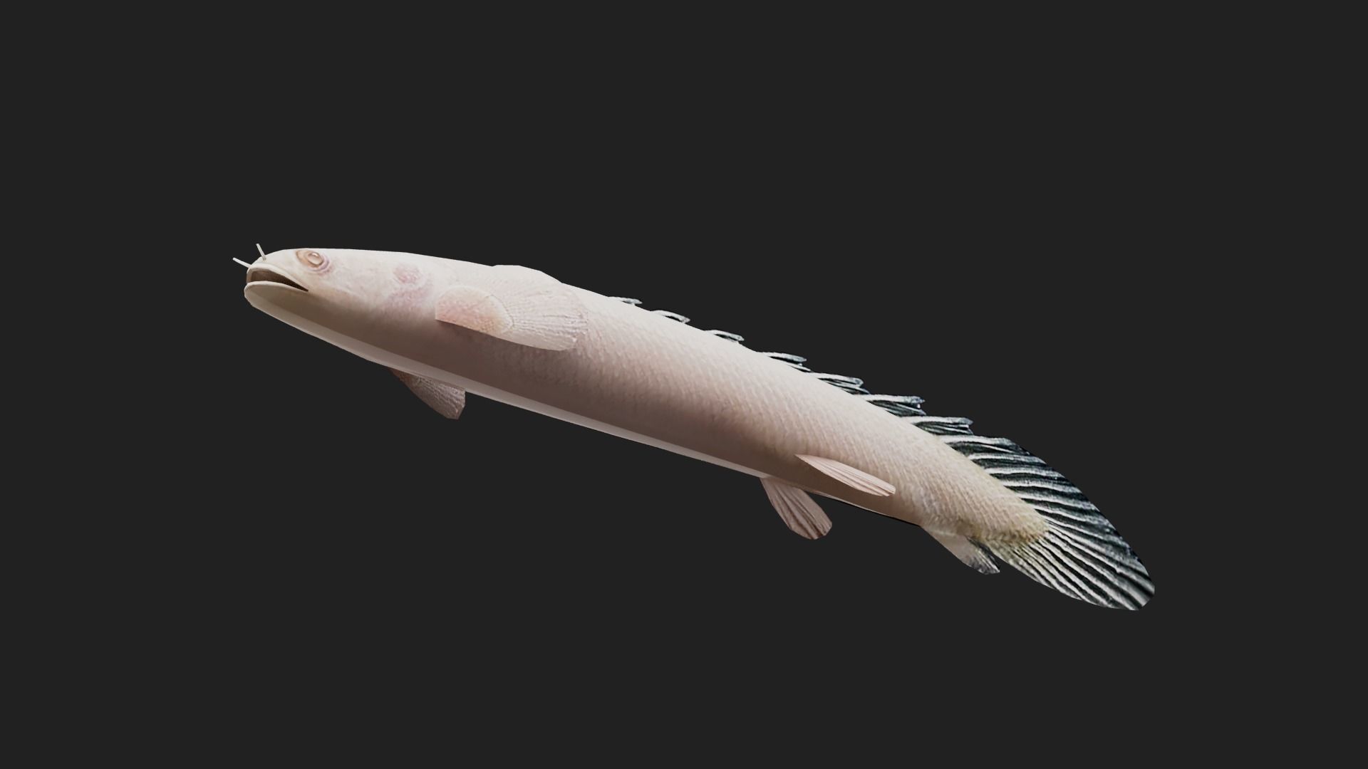 Bichir Low-poly 3D model_4