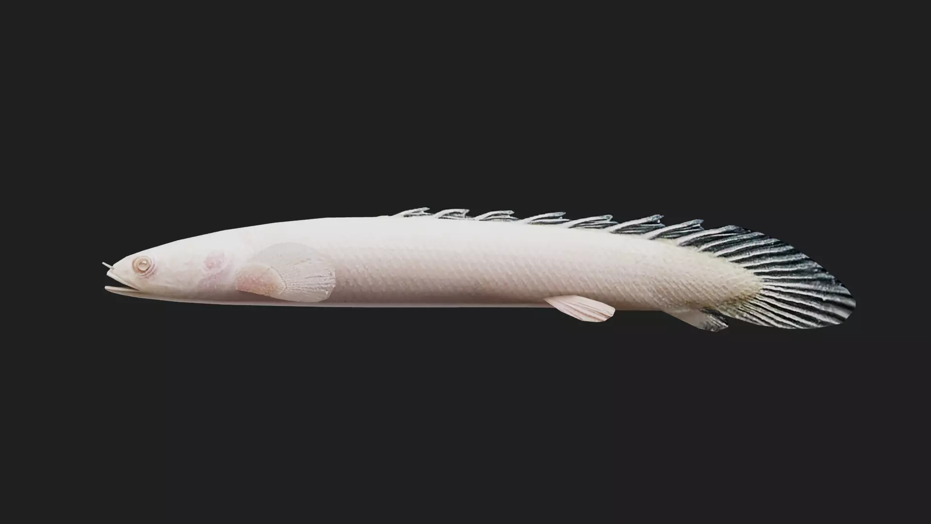 Bichir Low-poly 3D model_0