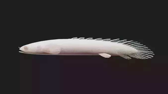 Bichir Low-poly 3D model