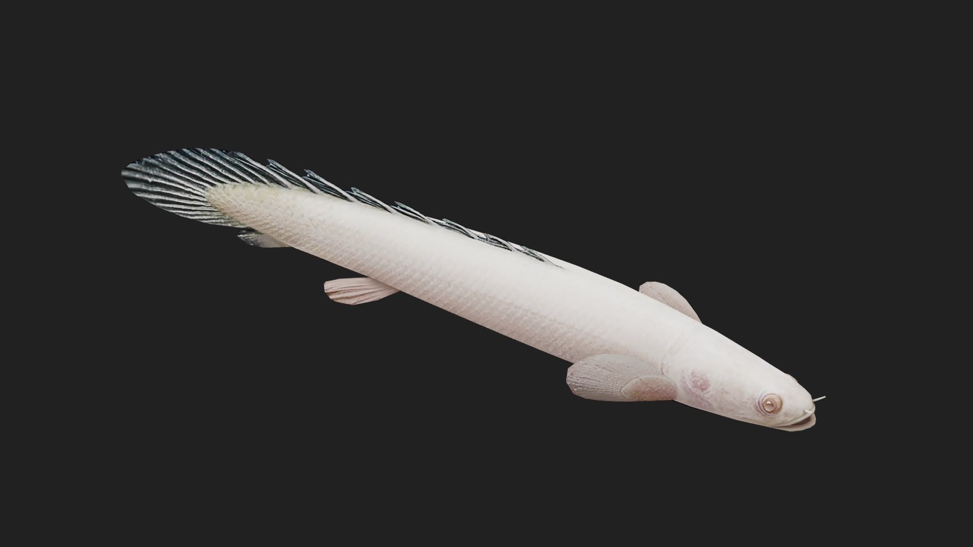 Bichir Low-poly 3D model_2
