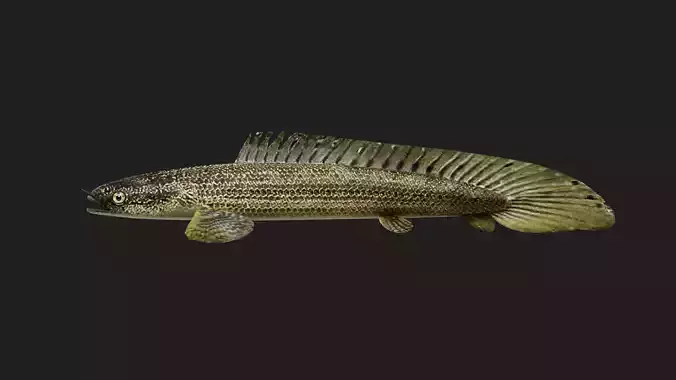 Bichir Low-poly 3D model