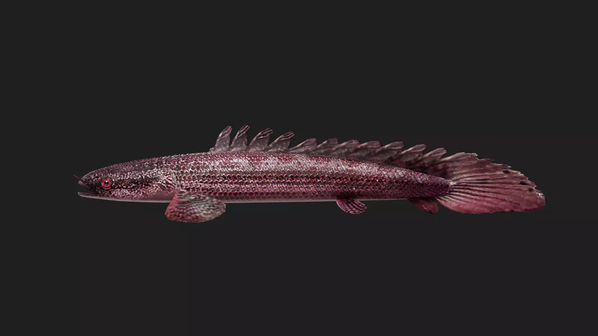 Bichir Low-poly 3D model_0