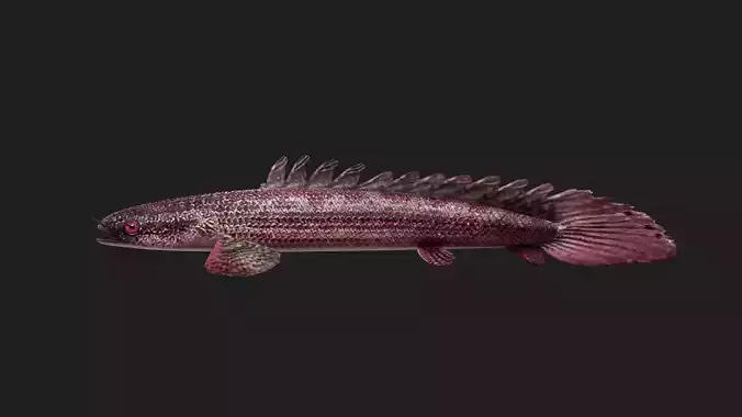 Bichir Low-poly 3D model