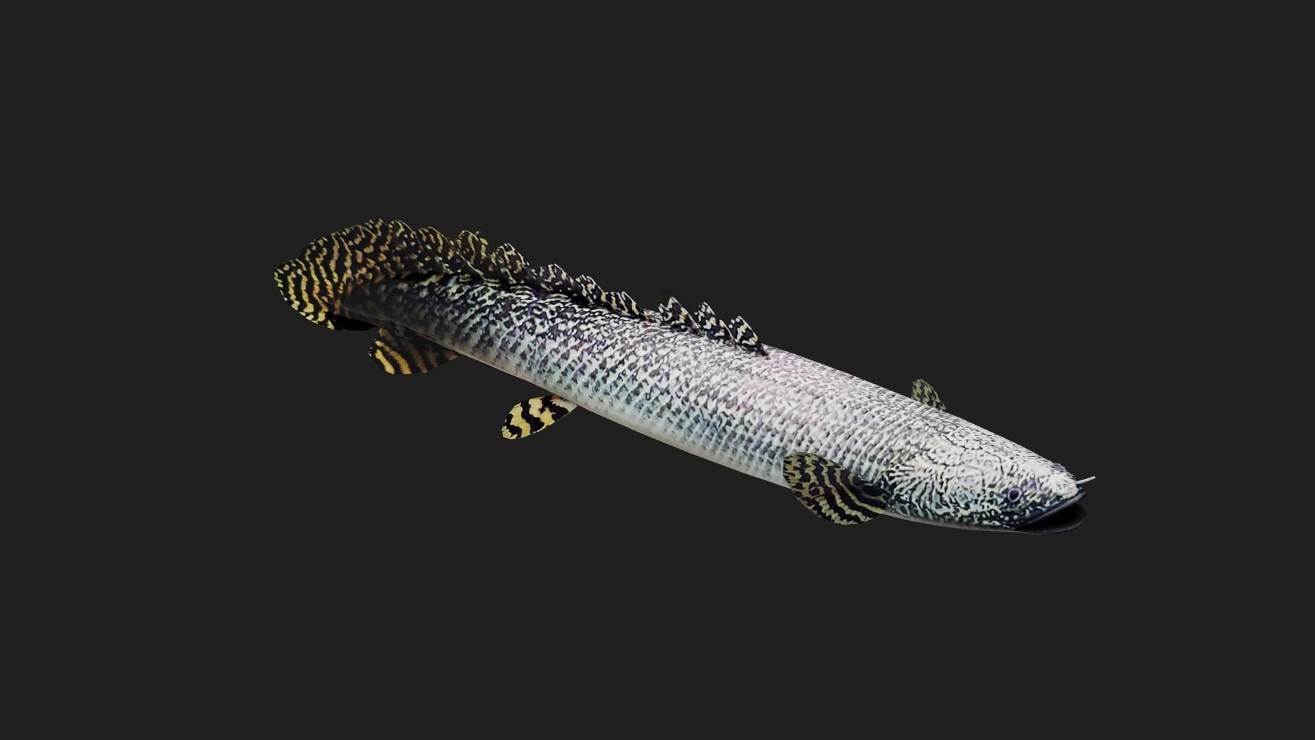 Bichir Low-poly 3D model_4