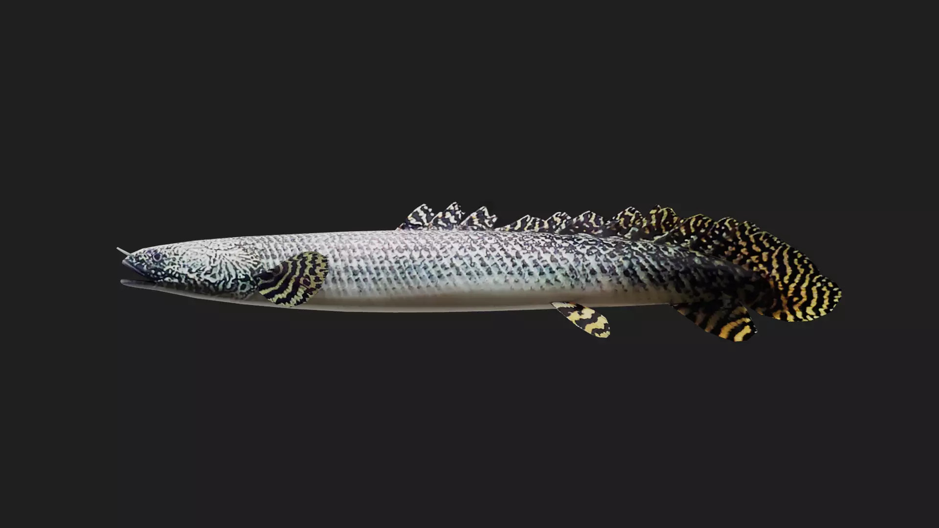 Bichir Low-poly 3D model_0