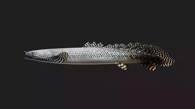 Bichir Low-poly 3D model