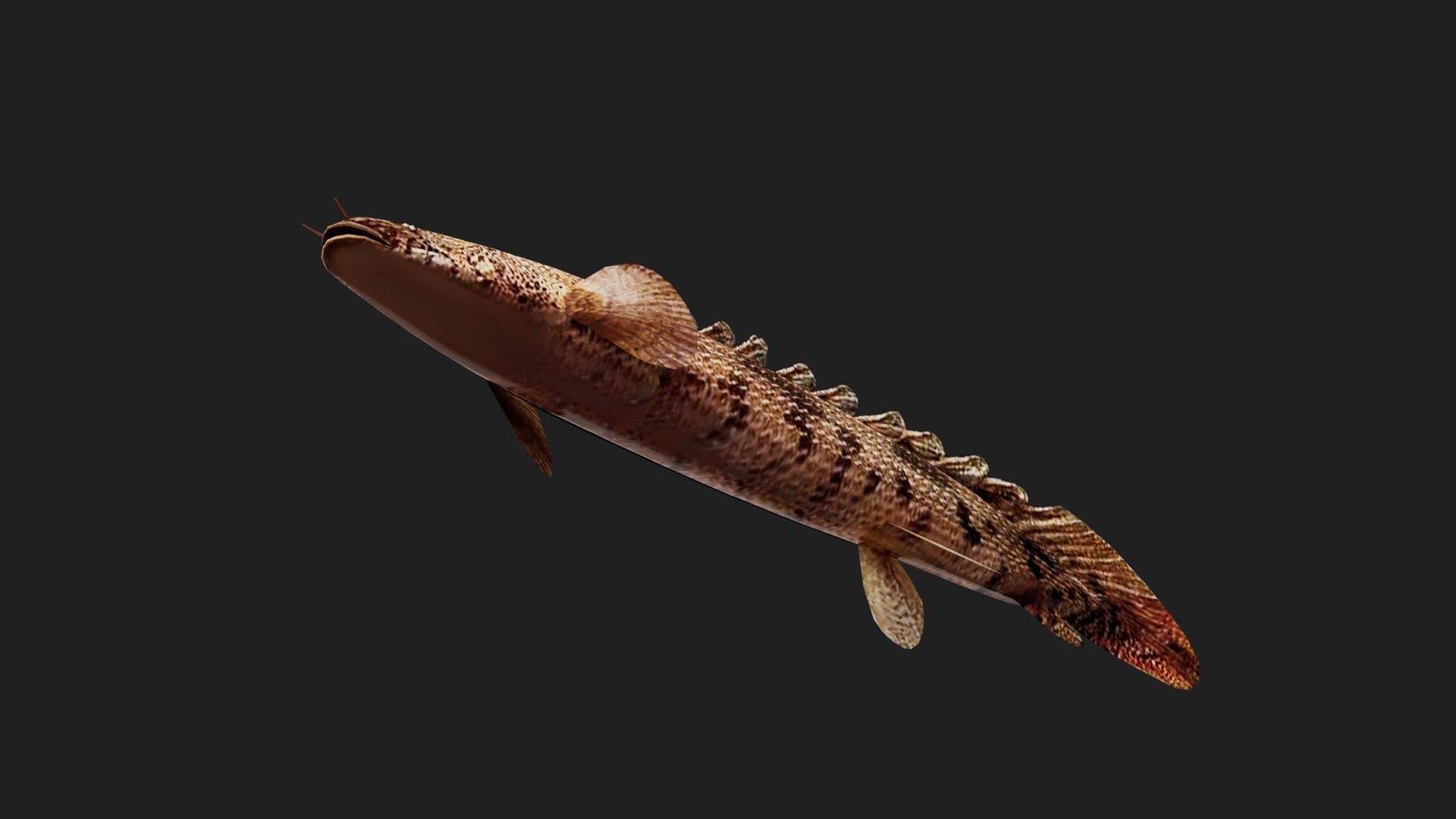 Bichir Low-poly 3D model_2
