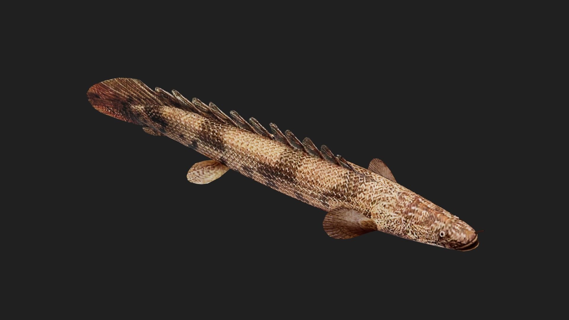 Bichir Low-poly 3D model_4