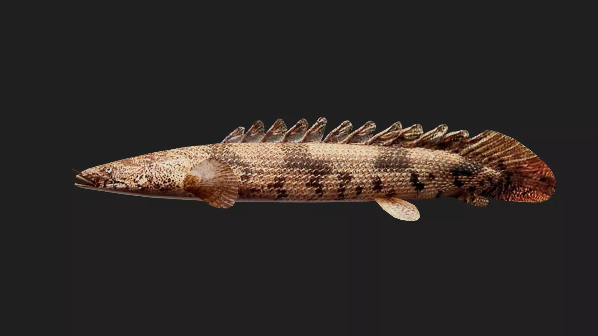 Bichir Low-poly 3D model_0
