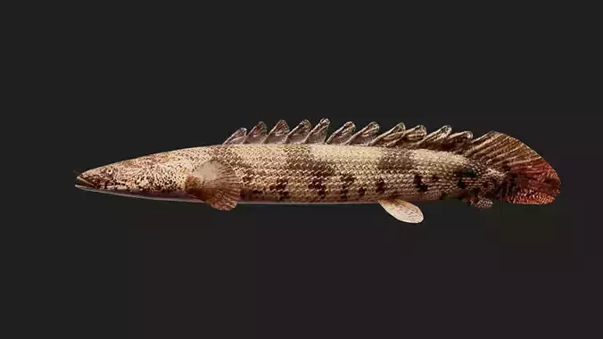 Bichir Low-poly 3D model