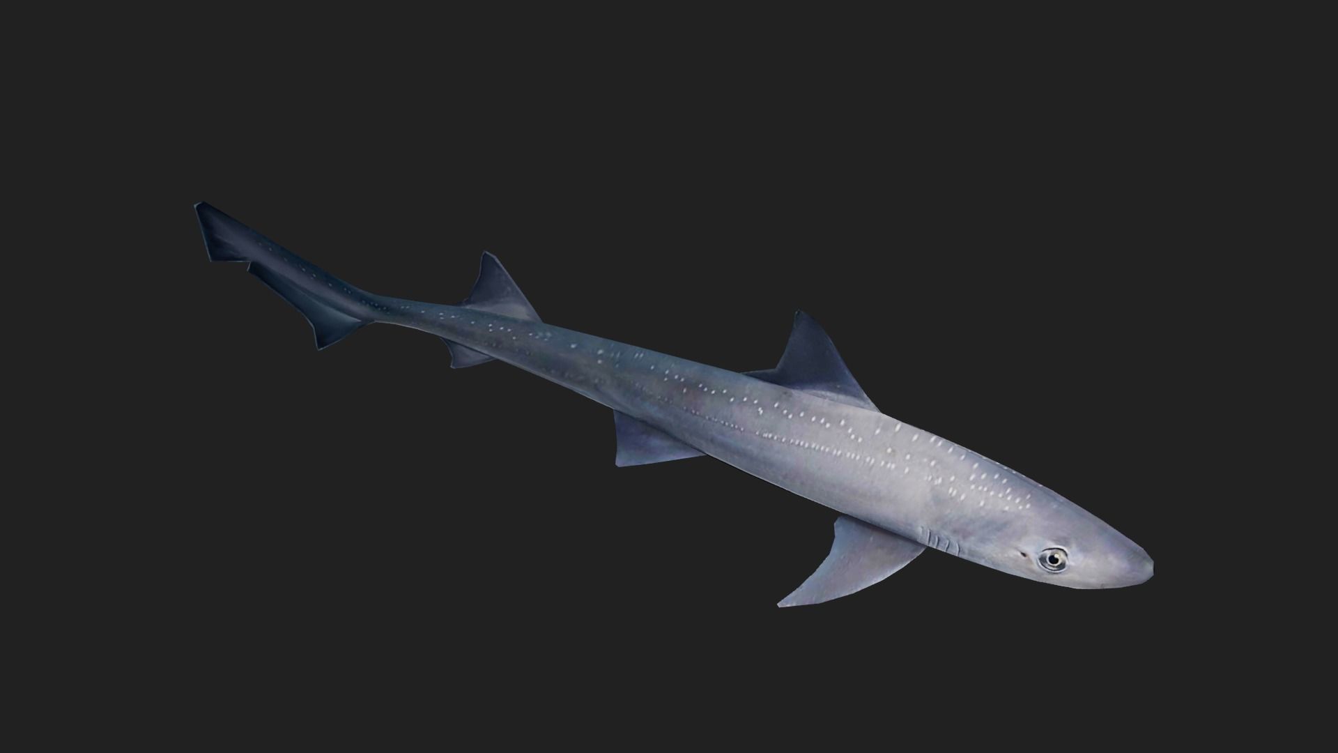 Shark Low-poly 3D model_4