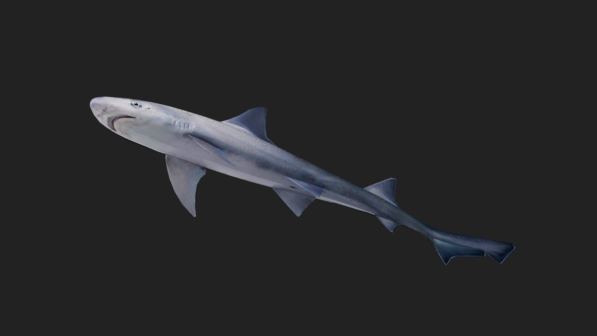 Shark Low-poly 3D model_2