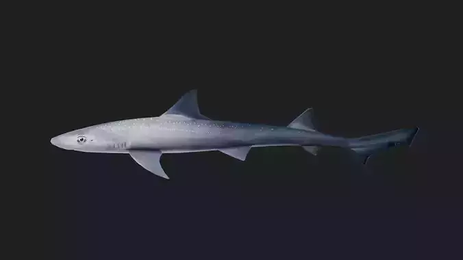 Shark