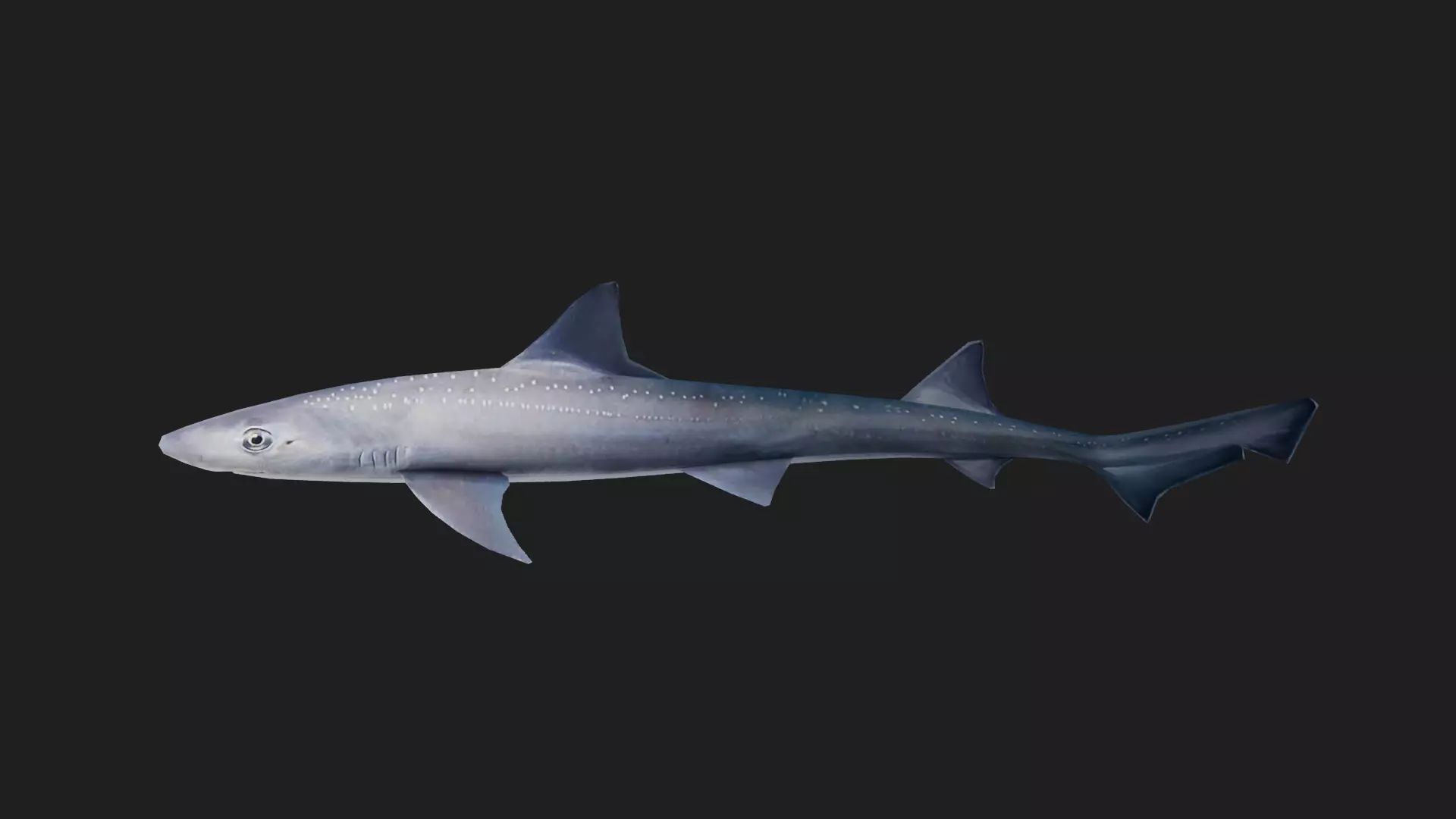 Shark Low-poly 3D model_0