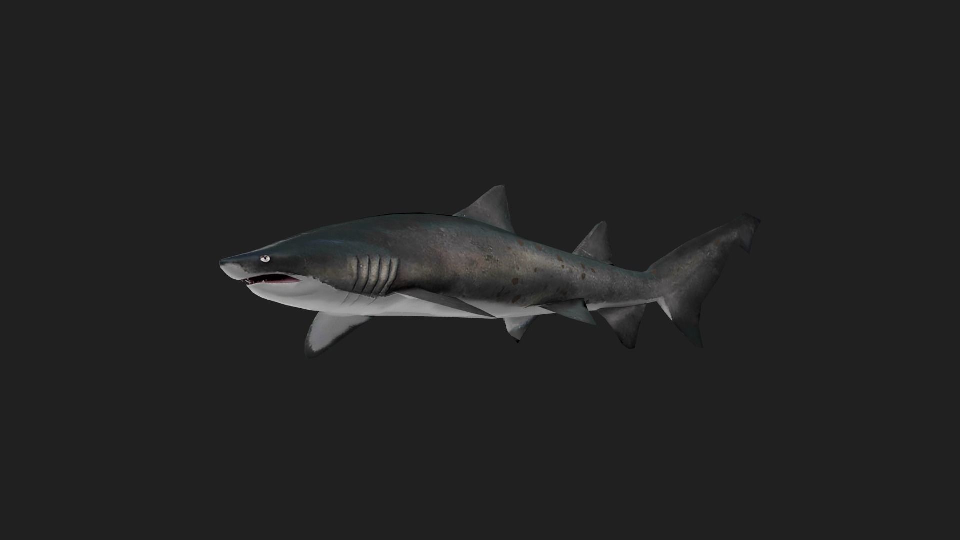 Shark Low-poly 3D model_2