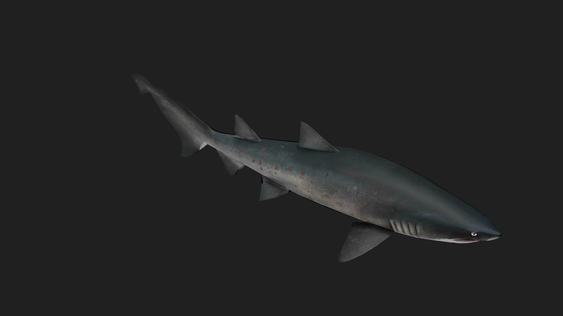 Shark Low-poly 3D model_4