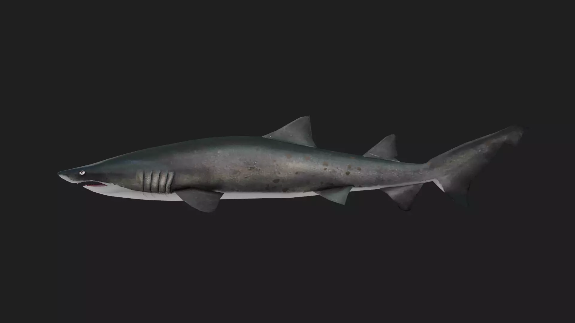 Shark Low-poly 3D model_0