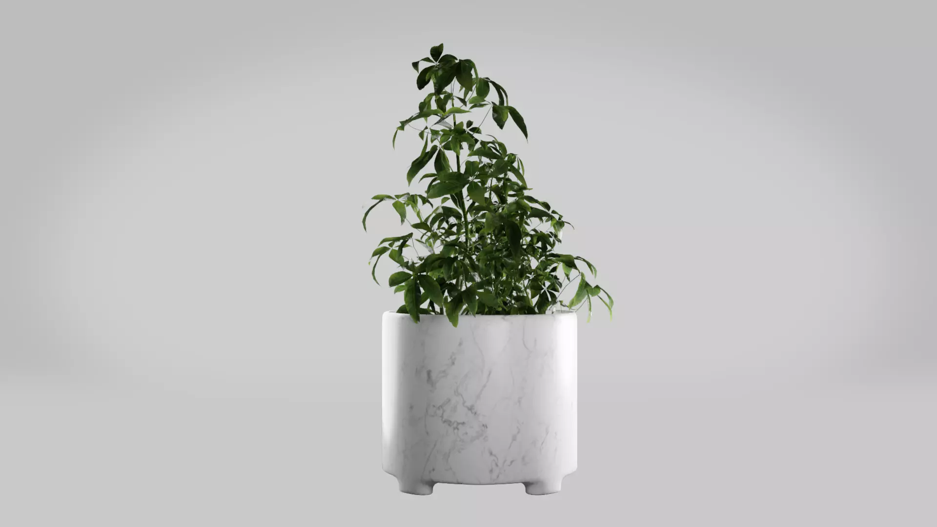 Pot Plant photo realistic house plant marble potter Free 3D model_0
