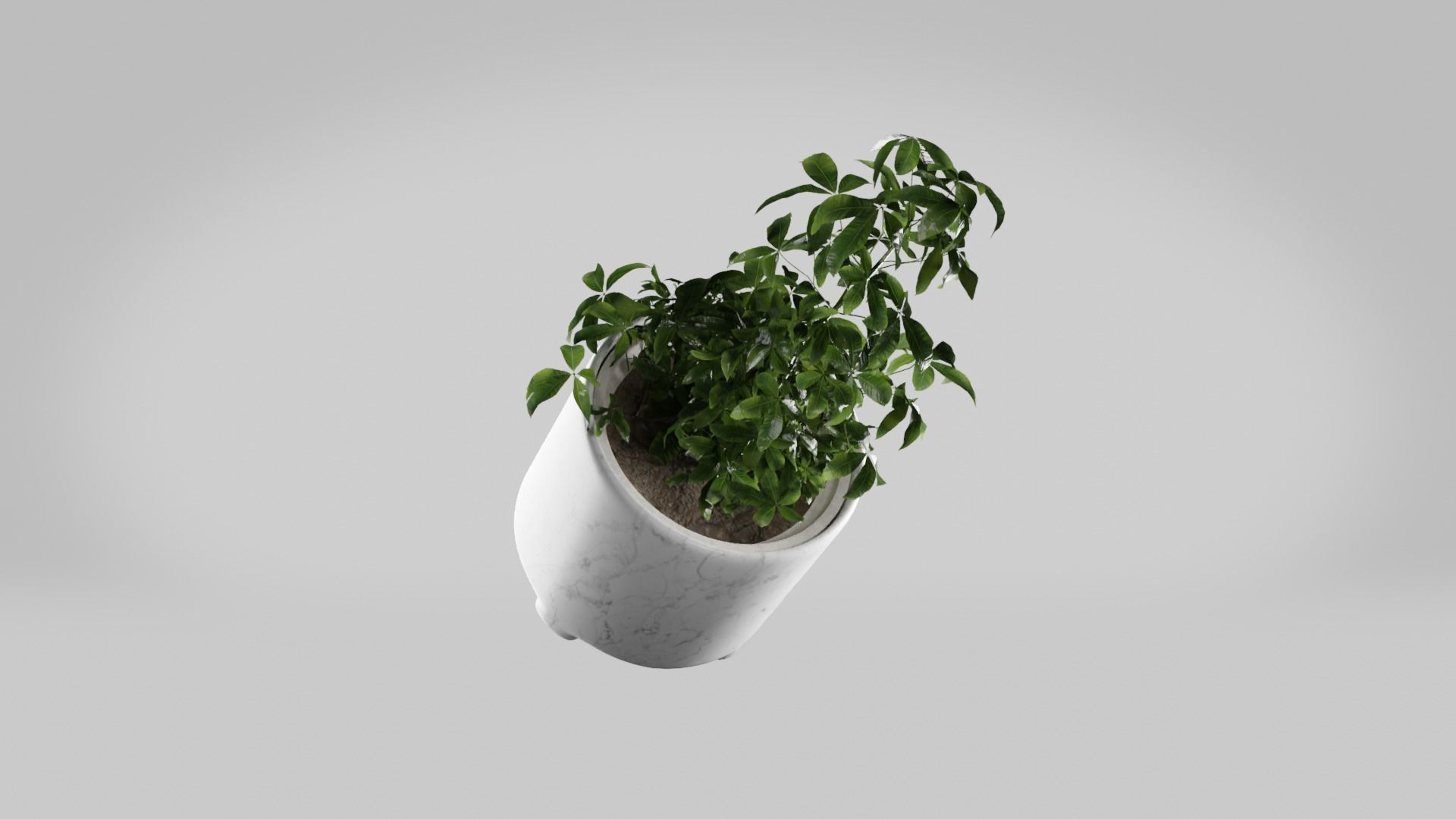 Pot Plant photo realistic house plant marble potter Free 3D model_6